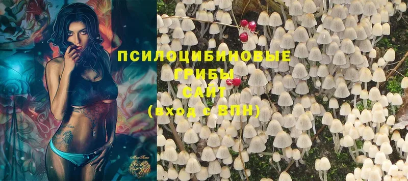 мега вход  Георгиевск  Псилоцибиновые грибы Magic Shrooms 